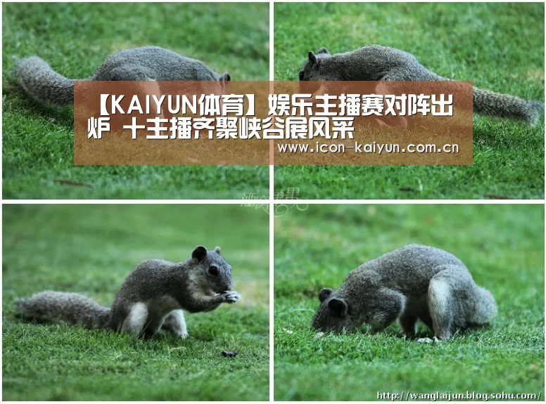 开云官网导航