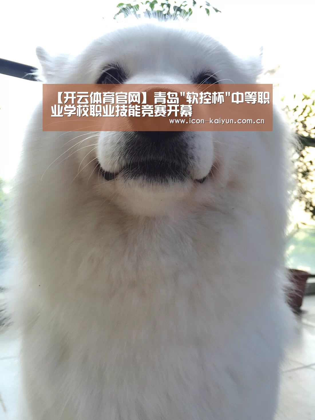 开云体育官网