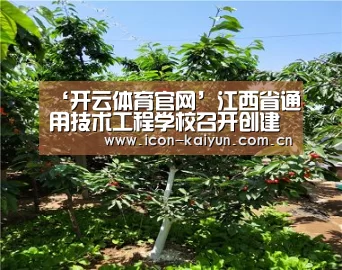 开云官网导航