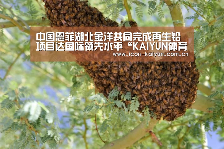 开云体育官网